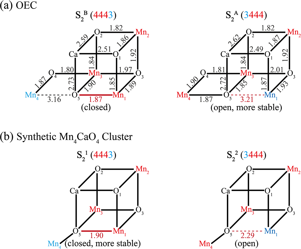 图2.天然锰簇物(a)和人工拟合物(b)s2状态开放及闭合结构示意图